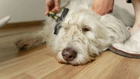 Cómo cuidar el pelo de nuestras mascotas: identificar el pelaje, una de las claves
