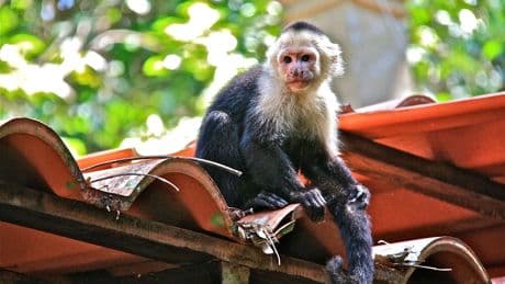Detenidos en Colombia: sedaron y escondieron en sus partes íntimas 6 primates recién nacidos