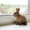 Dierentuin Denemarken vraagt om huisdieren en paarden als voer voor roofdieren