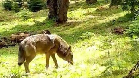 Nesli tükenmekte olan Bozkurt fotokapana yakalandı