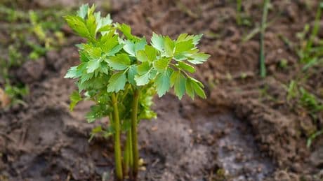 Maggikraut anbauen: Warum es in keinem Kräutergarten fehlen sollte