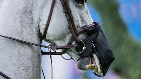 Zum Wohl der Pferde: Kein Spielraum beim Tierschutz