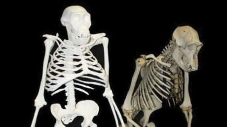 Dos cambios en la pelvis permitieron a los antepasados humanos caminar erguidos
