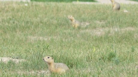 An American city is becoming overrun by ground squirrels. Residents are fighting back