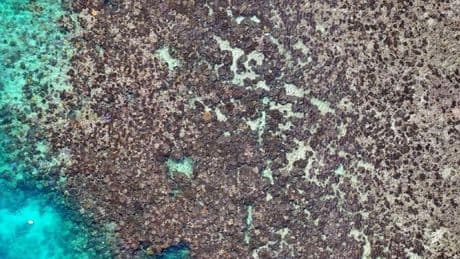 Lizard Island coral death reaches 92 per cent after 2024 bleaching event, study finds
