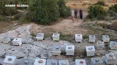 5 kişi arılara taşlarla saldırdı o anlar kamerada