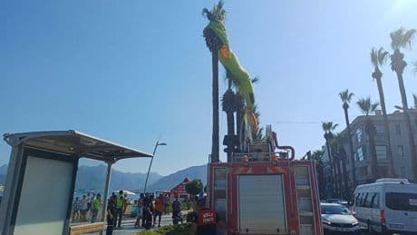 Muğla'da deniz paraşütü ağaca takıldı