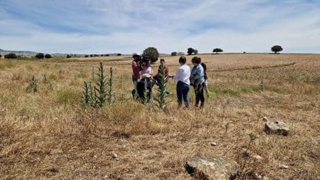 La plaga de langosta en Farlete está en &quot;fase adulta&quot; y morirá de forma natural antes de dos semanas