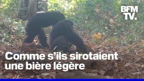 Des chimpanzés filmés en train de s'alcooliser avec des fruits à pain naturellement fermentés