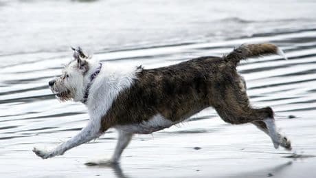 Un ayuntamiento advierte a quienes destrozan señales de "prohibido perros" en sus playas: "Aunque lo rompas..."