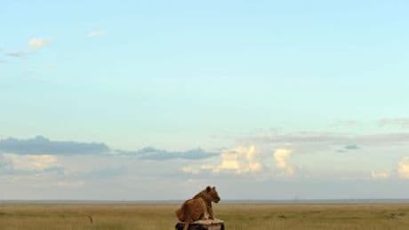 Kenia: Löwe tötet 14-jähriges Mädchen nahe Nairobi-Nationalpark