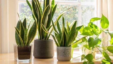 Plantas de interior resistentes que purifican el aire