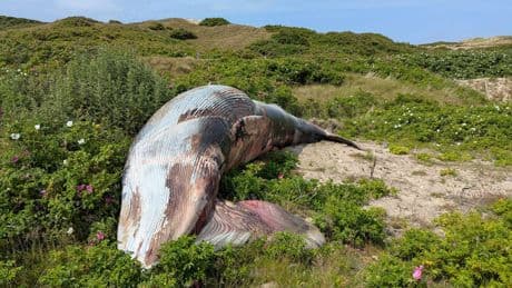 Spektakulärer Fund - Nächster Wal tot auf Sylt gestrandet