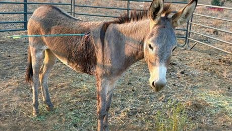 Donkey recovering after being shot in latest arrow attack on wild burros in California