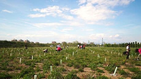 Dai boschi all’agricoltura, l’Italia nel mercato dei crediti di carbonio