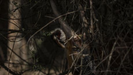 RDC: lechwe d’Upemba, une antilope rare, photographiée pour la première fois depuis 50 ans