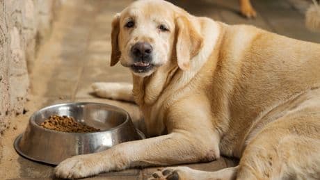‘Ozempic for dogs’ may be the next big thing in pet health