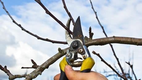 Baumpflege: Das sollten Sie beim Obstbaum-Schnitt beachten