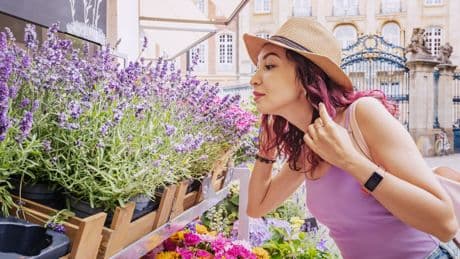 ÖKO-TEST schlägt Alarm: Pestizidbelastung bei beliebten Lavendelpflanzen für Garten und Balkon