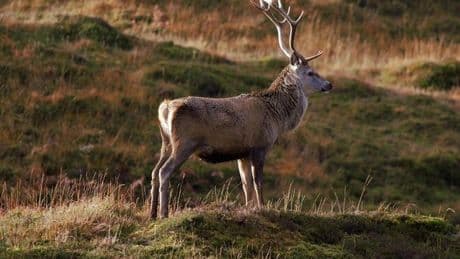 La berrea obliga a restringir el paso de vehículos en el parque natural del Gorbea