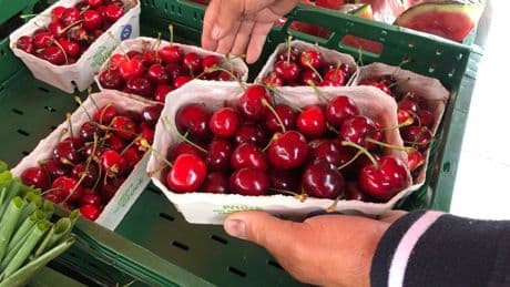 Obstbau: Kirschenernte im Südwesten angelaufen