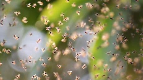 Frankreich: Bienenangriff sorgt für dutzende Verletzte