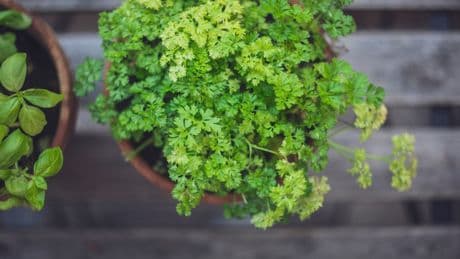 Im Garten oder im Topf: So bekommen Sie eine besonders gute Petersilien-Ernte
