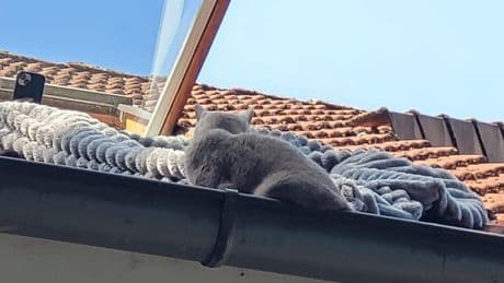 Lehrte: Feuerwehr rettet Kater Carlo – Appell an alle Tierhalter