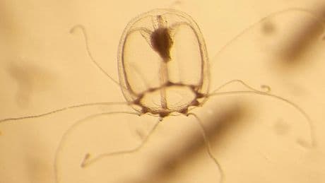 Este animal marino no envejece nunca: ¿el secreto de la vida eterna?