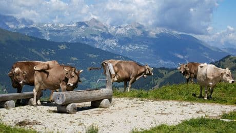 La neutralité suisse a-t-elle encore de l’avenir ?