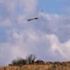 Conservationists release rehabbed vultures back into wild on South Africa mountain