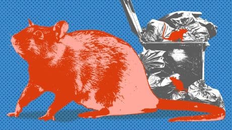 Britain has a giant rat problem – here’s why