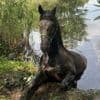 In Buch im Berliner Norden: Freiwillige Feuerwehr rettet Pferd aus Teich
