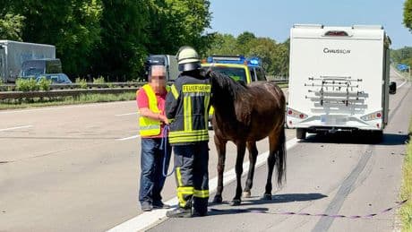 Schwerer Unfall auf der A7 - Pferd überlebt Mega-Crash – die Autos nicht