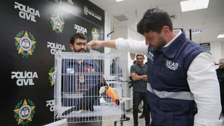 Größte Operation in Brasilien: Illegaler Wildtierhandel in Rio: Polizei befreit Exoten