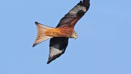 Bird of prey 'shot dead' in Aberdeenshire as two men charged in connection