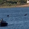 Terror in Rhode Island as enormous TWENTY FOOT shark is spotted swimming in pond