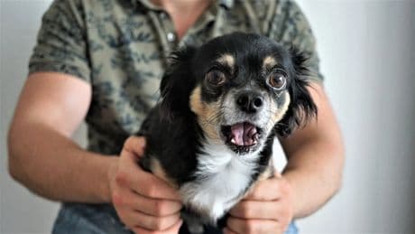 Voces caninas: el ‘chillido’ o ‘yelping’, un sonido que nunca es positivo viniendo de un perro
