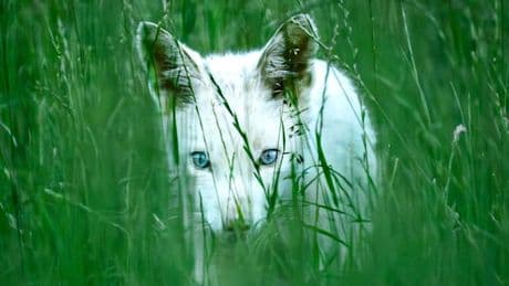 Blaue Augen, weißes Fell – Dieser Fuchs ist kein Albino