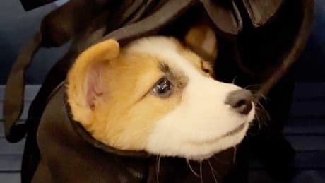 The Verge’s favorite pet gear for 2025