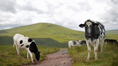 Supermarkets pledge to keep sourcing meat from British farms after US trade deal