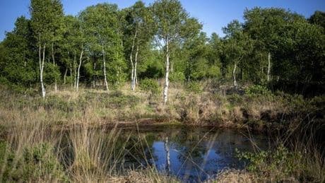 Multitalente beim Klimaschutz: 9 faszinierende Fakten über Moore