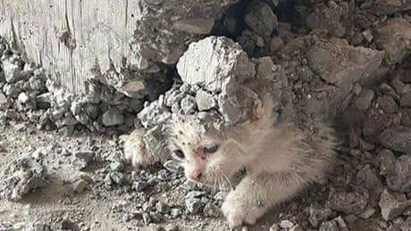 Şanlıurfa'da beton kolonun altında mahsur kalan kedi yavrusu kurtarıldı