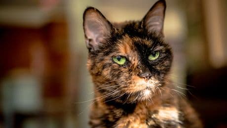 Un hallazgo científico confirma paralelismos entre el alzhéimer humano y la demencia en gatos