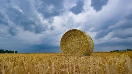 Wetter: Bauernverband: Regen kommt für Sonnenblumen gerade richtig