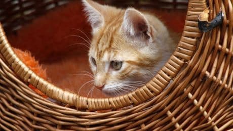 Tierheim Braunschweig: Verängstigter Kater in Transportkorb zurückgelassen