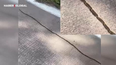 İstanbul'da ilk defa görüldü! "Zehirli konvoy"