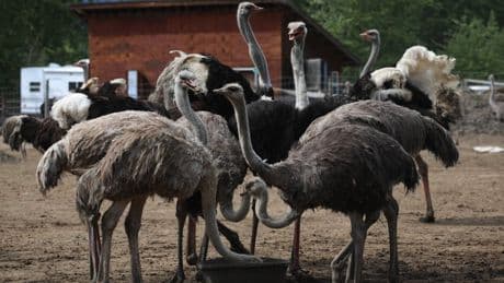 B.C. farm says it will ask Supreme Court of Canada to stop the cull of 400 ostriches