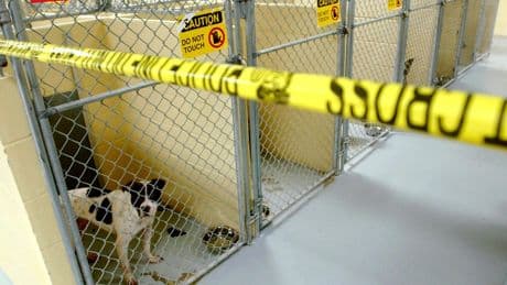 Former NFL player convicted in large-scale dogfighting operation in Oklahoma
