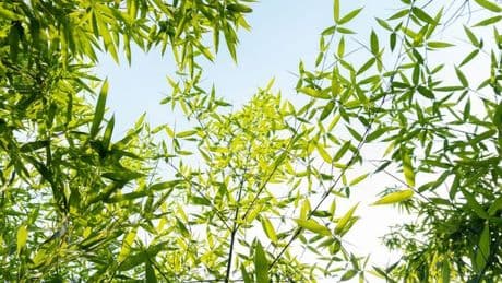 Luxurious umbrella bamboo plant plummets to half-price in limited-time deal